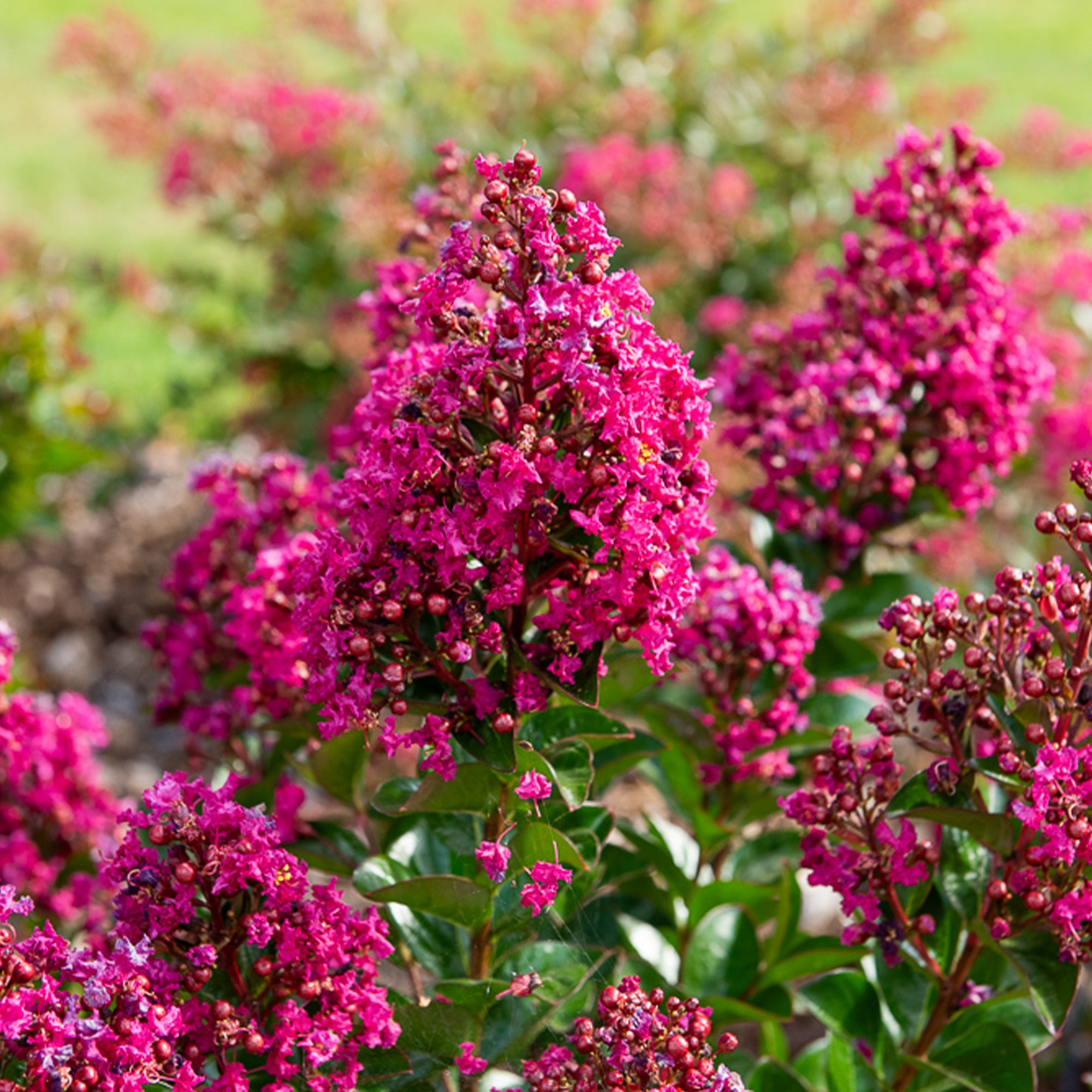 Indianerflieder 'Berry Dazzle®' - Lagerstroemia indica Berry Dazzle®