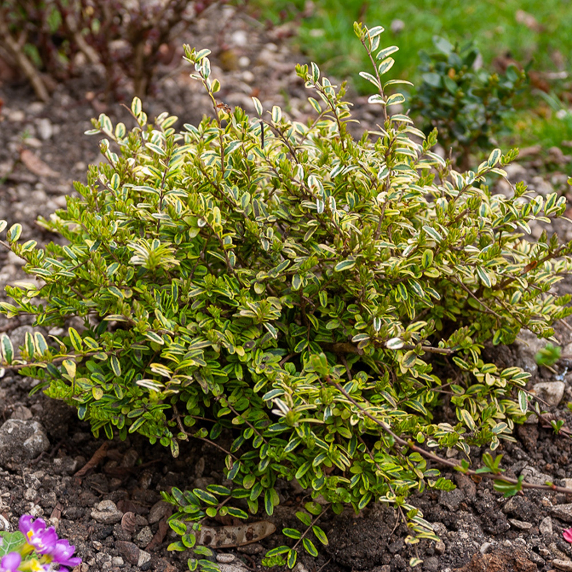 Heckenmyrte 'Lemon Beauty' - Lonicera nitida Lemon Beauty