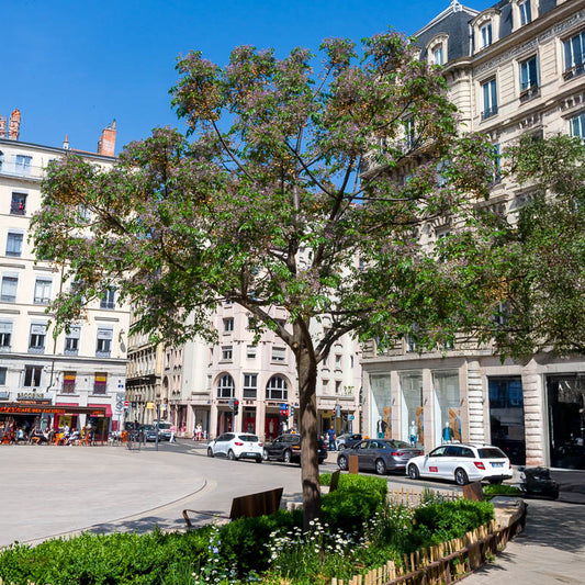 Paternosterbaum - Bakker