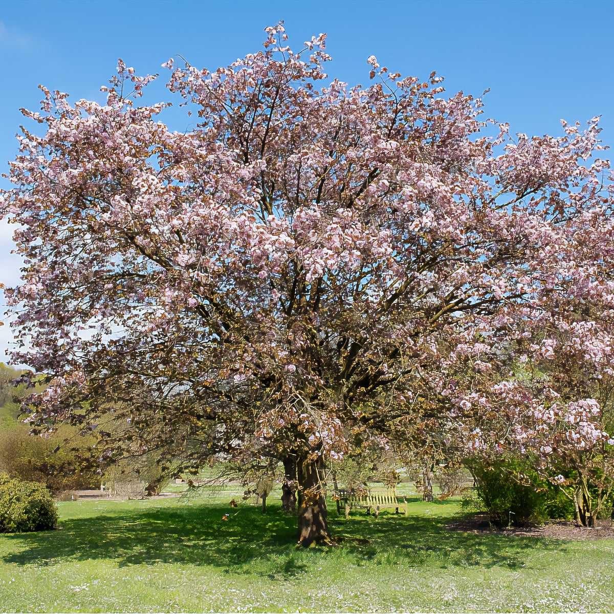 Prunus sargentii - Sargent-Kirsche - Japanische Kirschbäume - Prunus