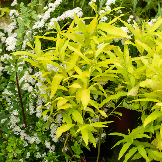 "Japanische Drachenweide "" Golden Sunshine""®" - Bakker