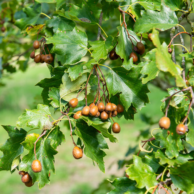 Elsbeere - Sorbus torminalis