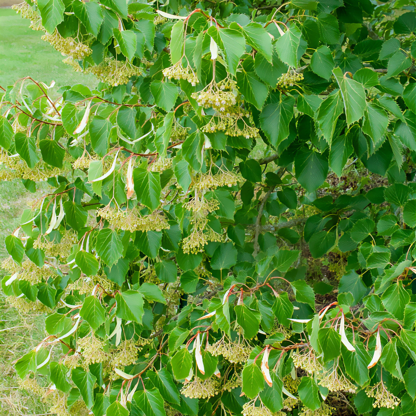 Henry-Linde - Tilia henryana