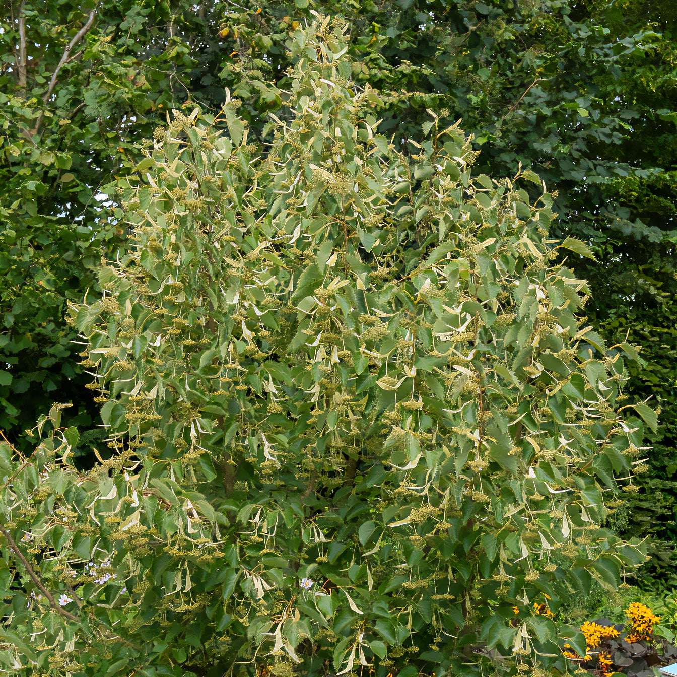 Henry-Linde - Tilia henryana