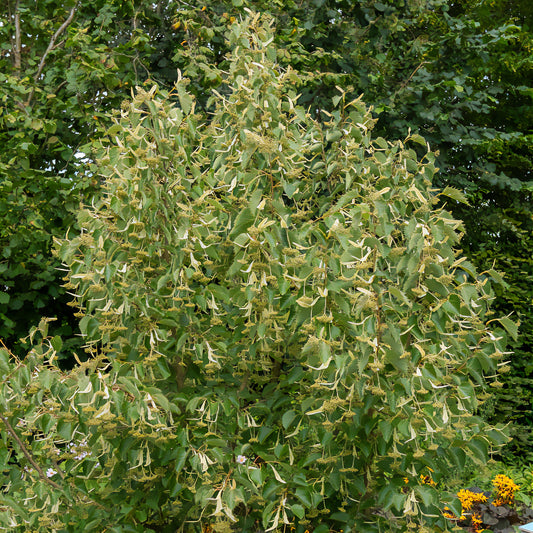 Henry-Linde - Bakker