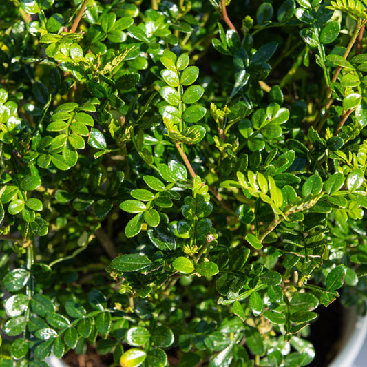 Szechuanpfeffer - Bakker