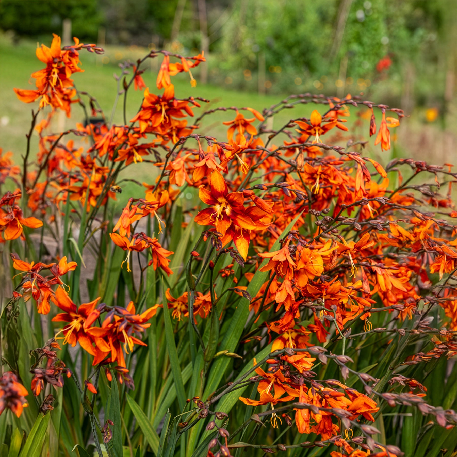 Montbretie 'Emily McKenzie'