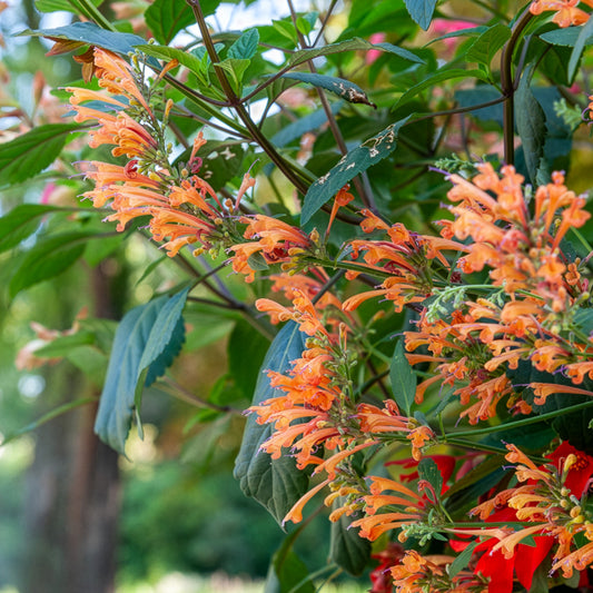 Duftnessel Kudos Mandarin - Bakker