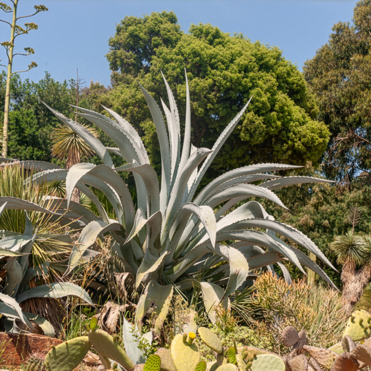Amerikanische Agave - Agave americana