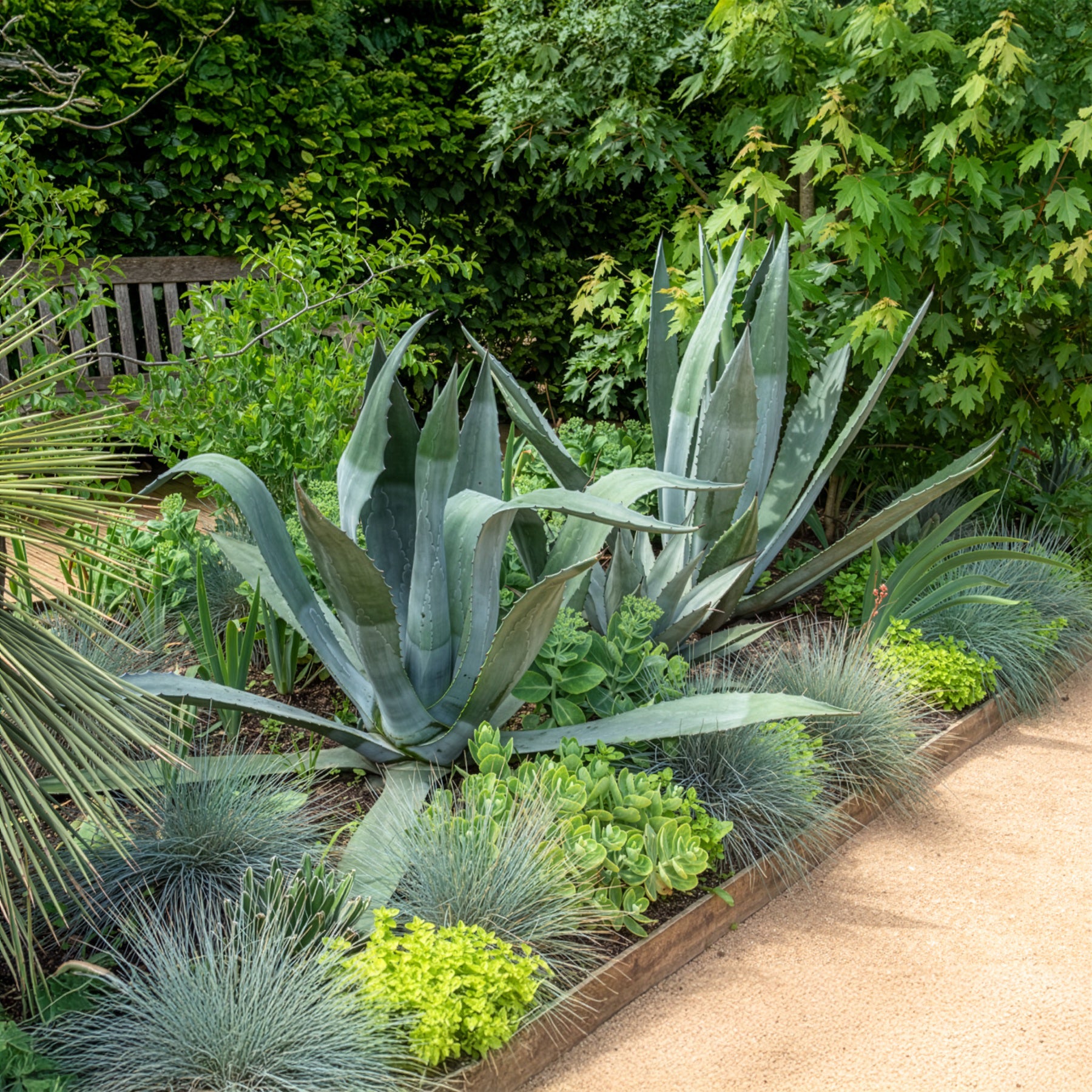 Amerikanische Agave - Agave americana