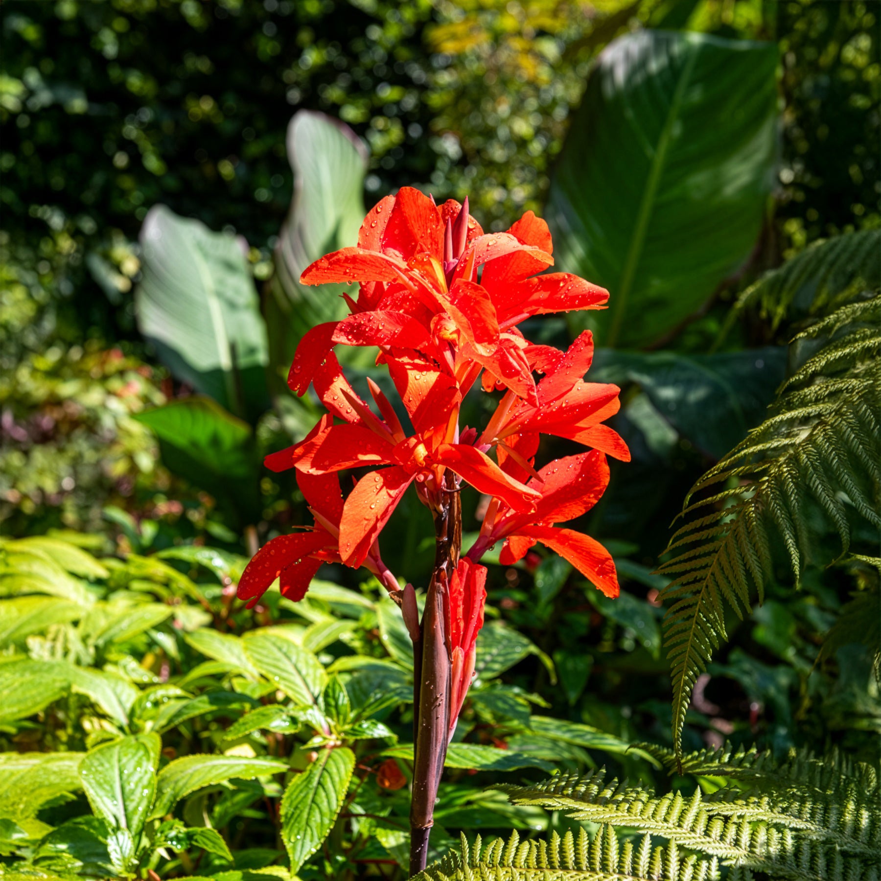 Indisches Blumenrohr Tropicana - Canna Tropicanna