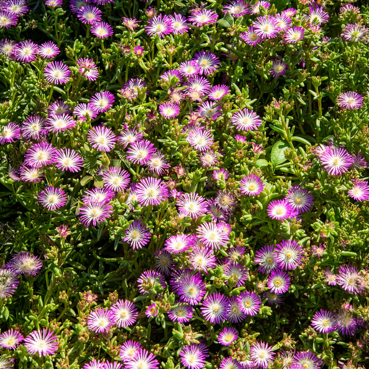 Delosperma Wheels of Wonder® Violet - Mittagsblume Wheels of Wonder® Violet - Mehrjährige Bodendecker