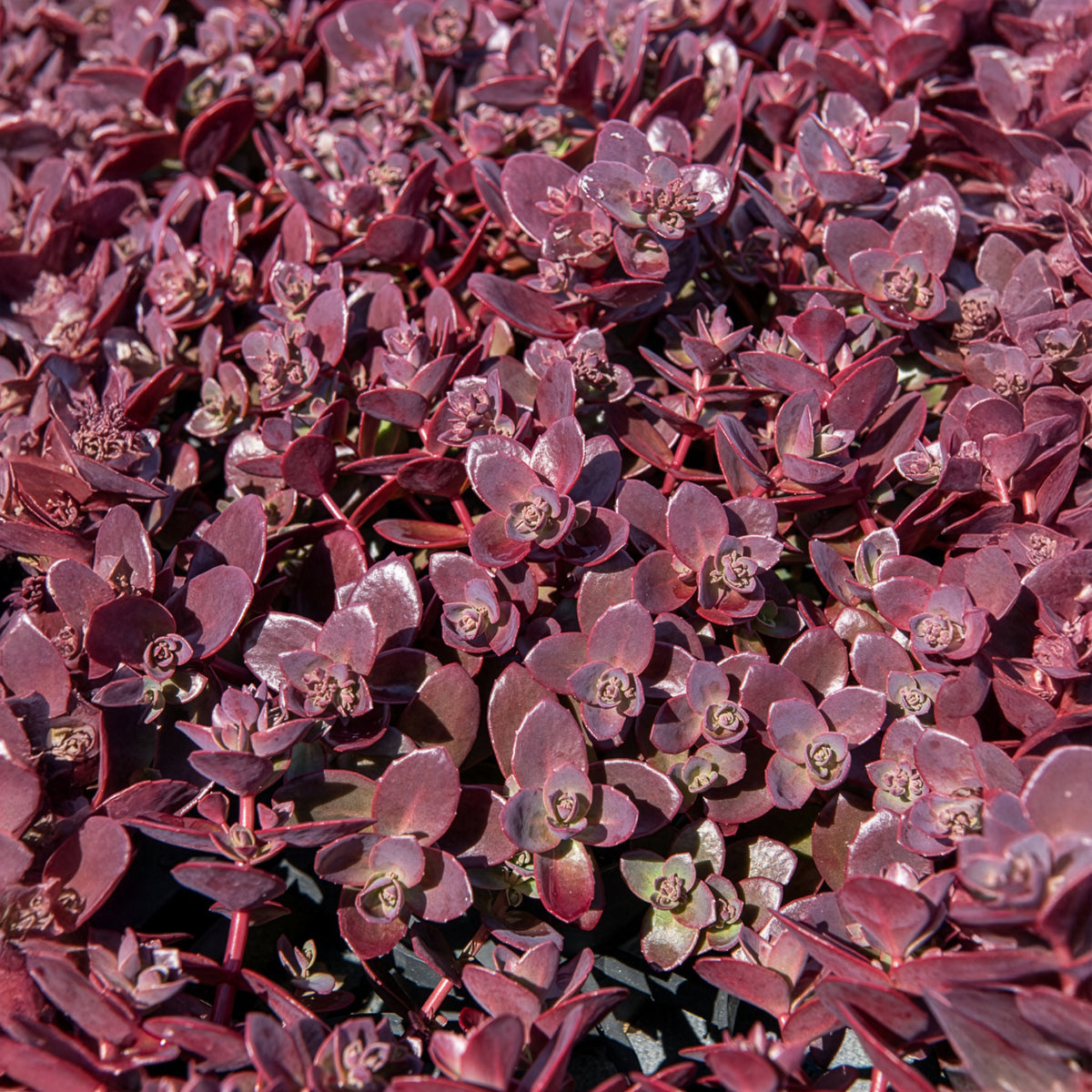 Fetthenne SunSparkler Firecracker - Sedum Sunsparkler® Firecracker - Bakker