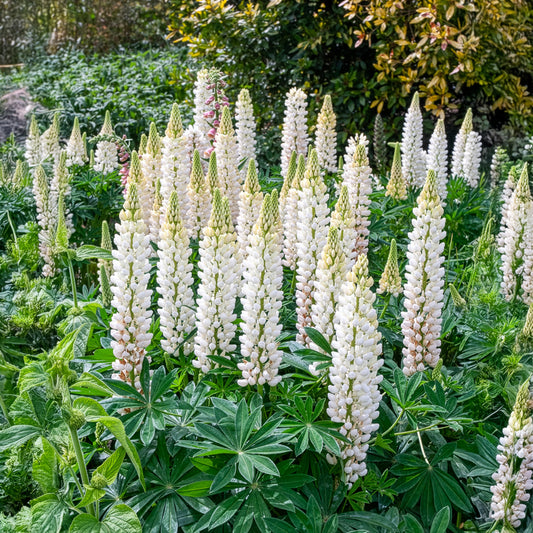 Lupine Noble Maiden - Bakker