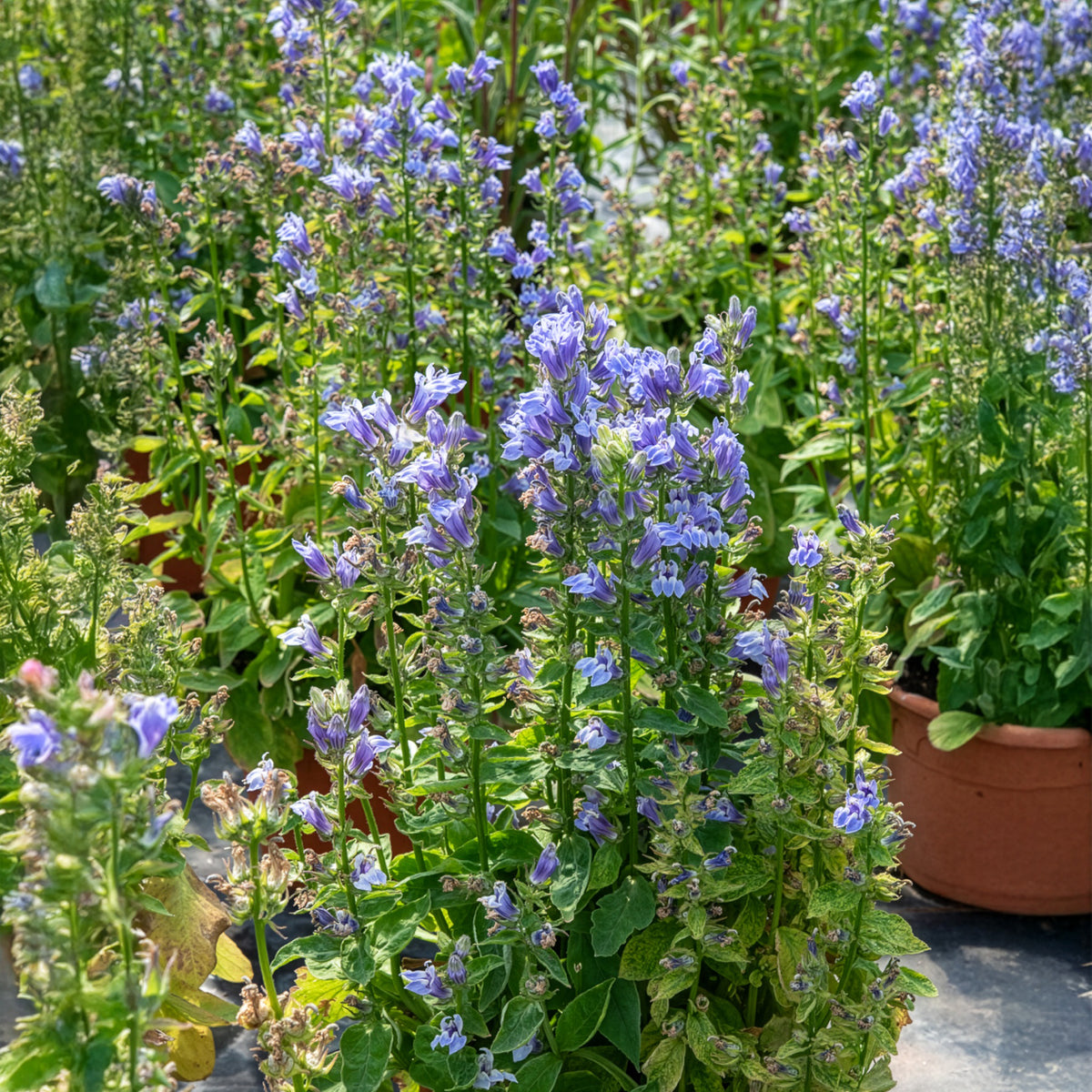 Blaue Kardinals-Lobelie - Bakker