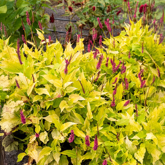 Kerzenknöterich Golden Arrow - Bakker