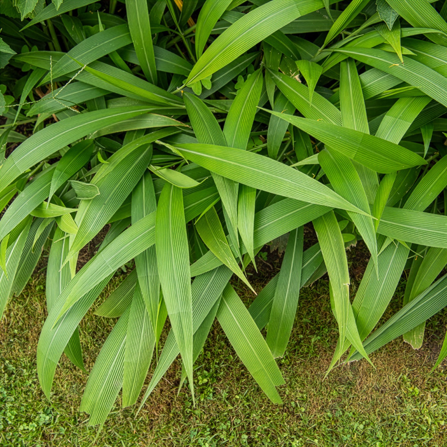 zimmerpflanzen gras Palmen-Gras - Setaria palmifolia