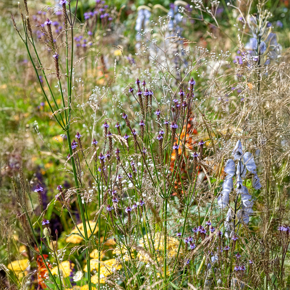 Eisenkraut Lavender Spires - Bakker