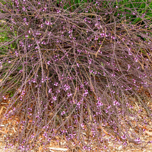 Purpurblättriges Eisenkraut Bampton - Bakker