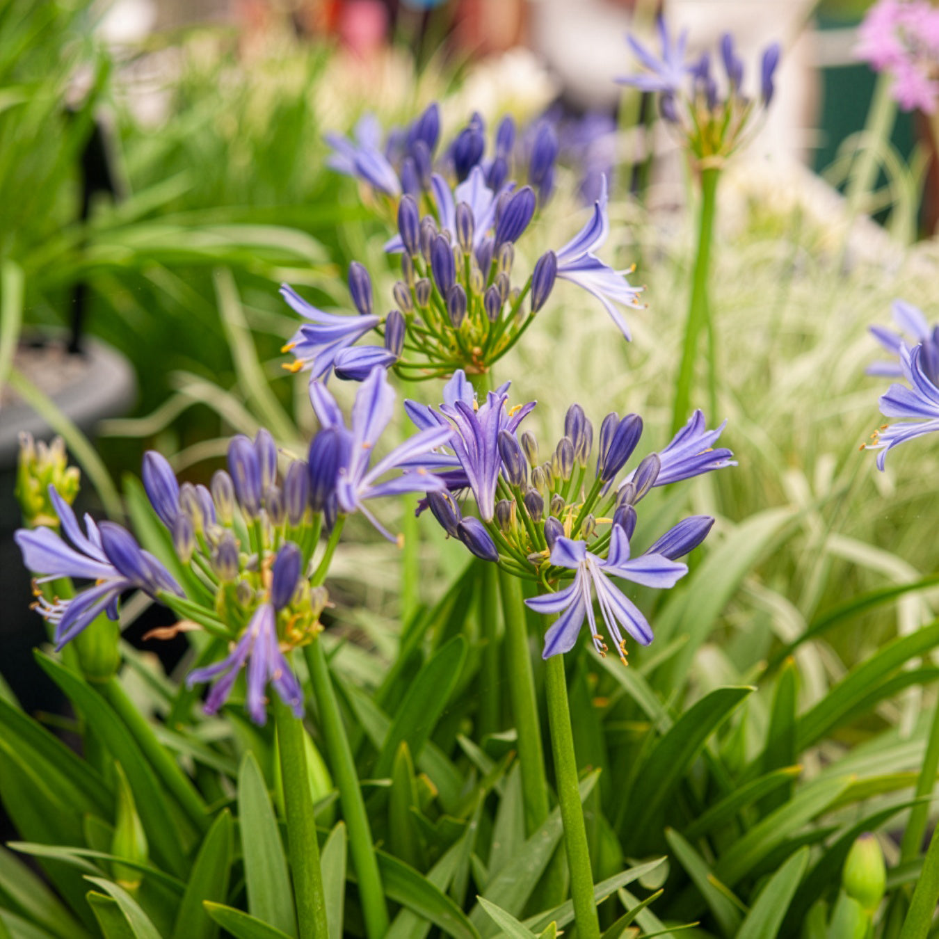 Afrikanische Schmucklilie Charlotte - Agapanthus Charlotte