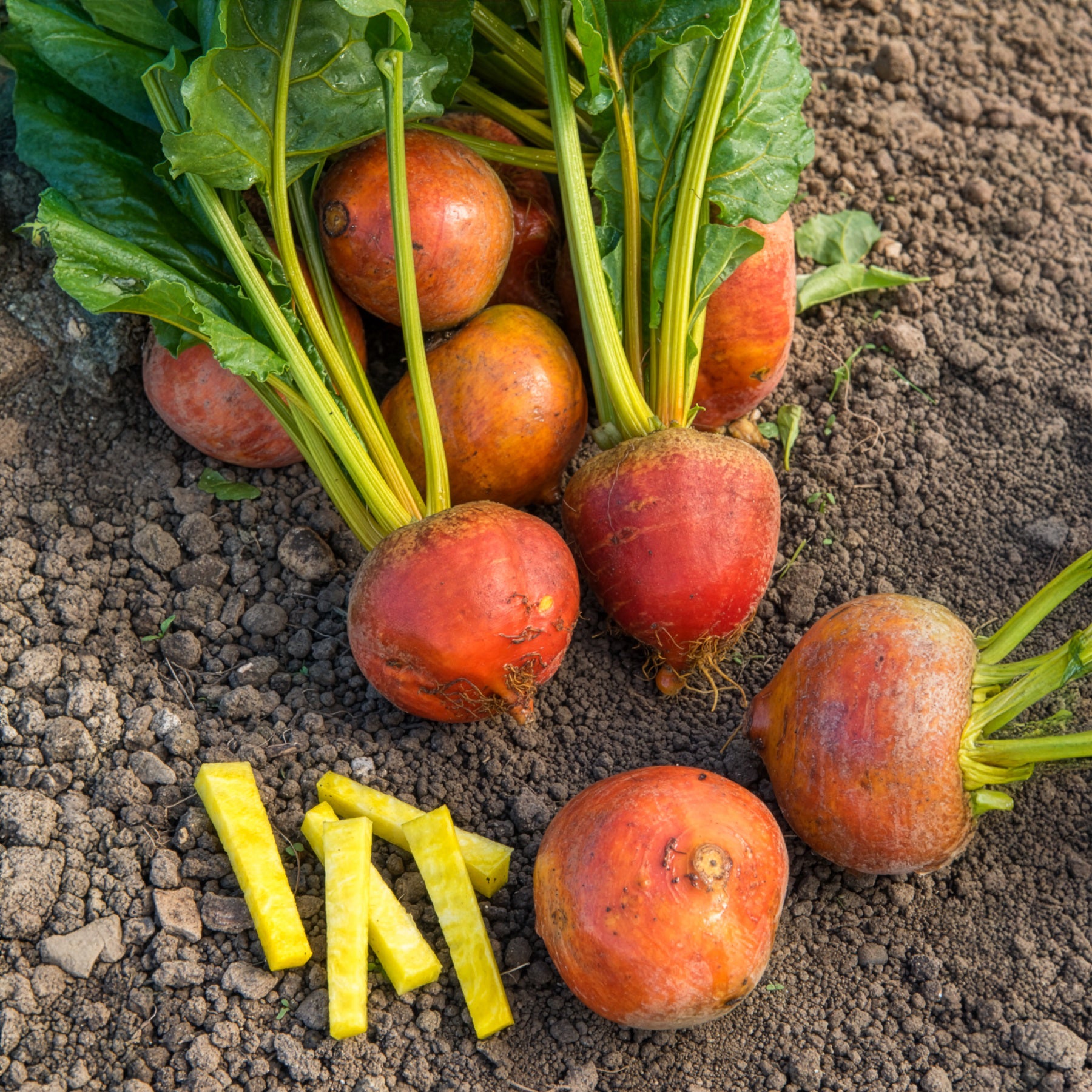 Saatgut Gelbe Bete Burpees Golden - Beta vulgaris Burpees Golden