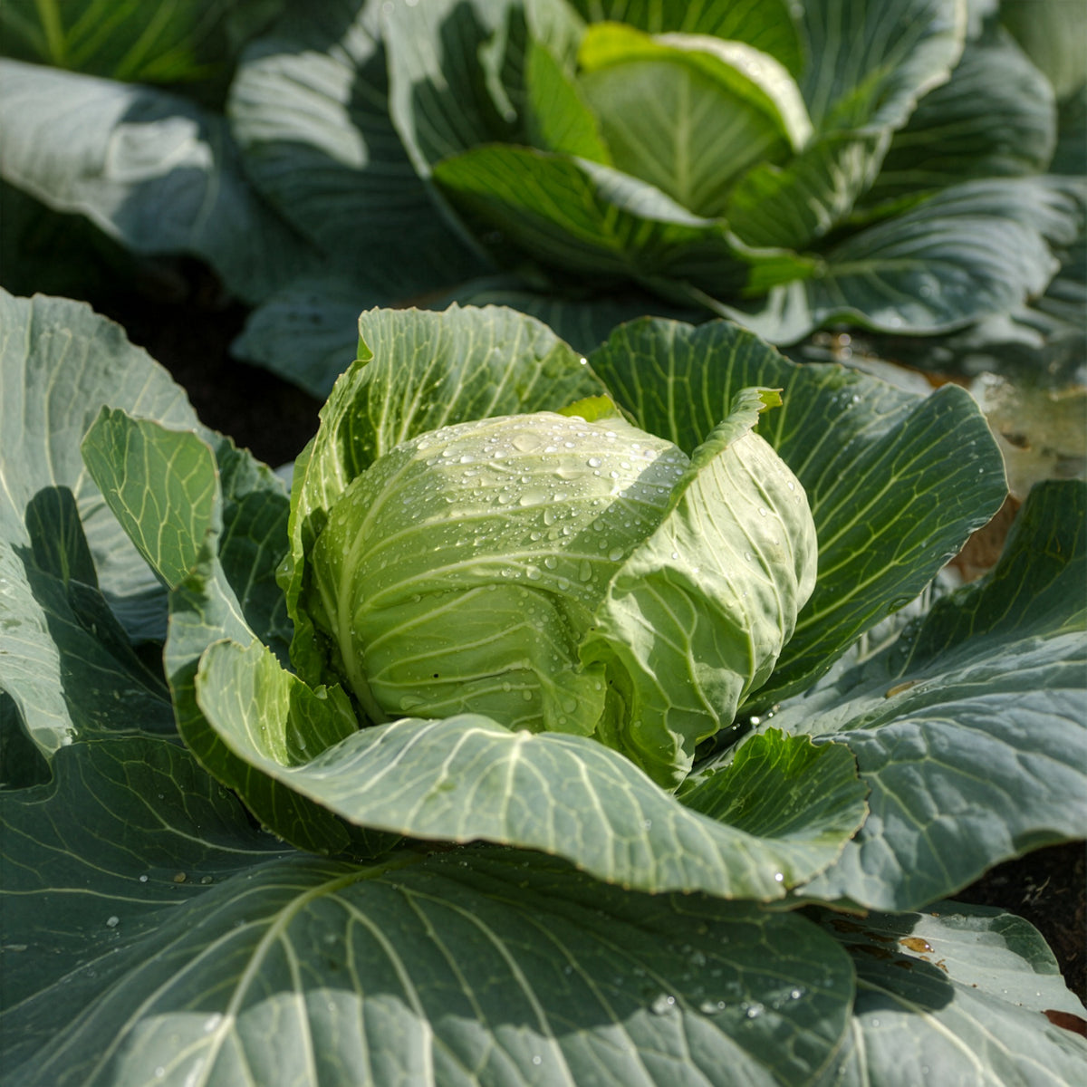 Brassica oleracea capitata Tête de Pierre F1 - Weißkohl Tête de Pierre F1 - Gemüsepflanzen