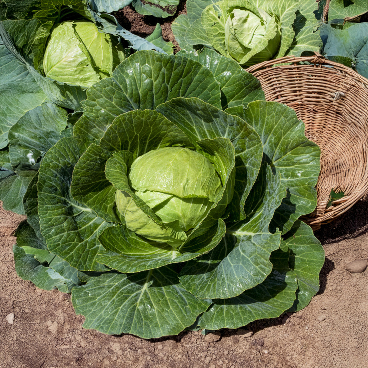 Weißkohl Tête de Pierre F1 - Brassica oleracea capitata Tête de Pierre F1 - Bakker