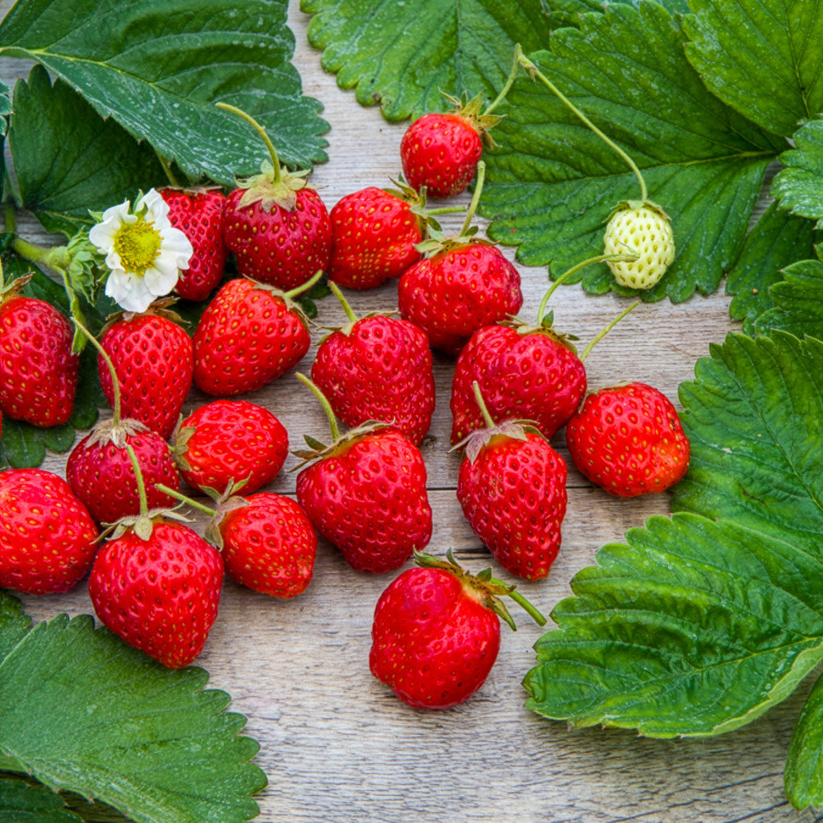 Gartenerdbeere Gento Nova - Fragaria × ananassa Gento Nova - Bakker