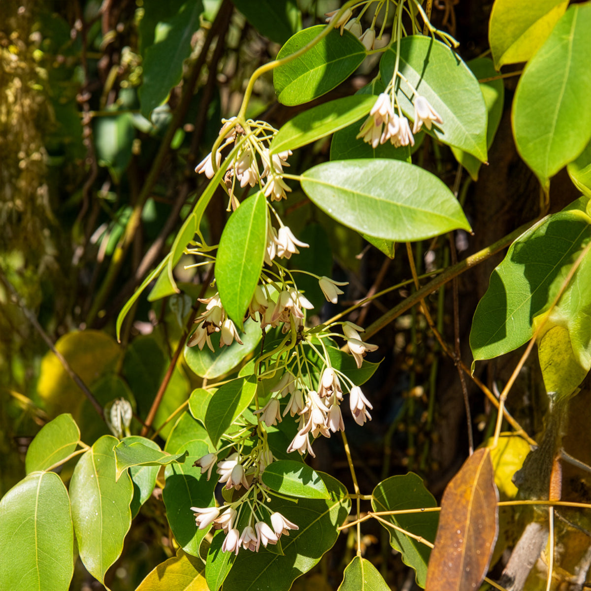 Wurstbeere - Holboellia coriacea - Bakker