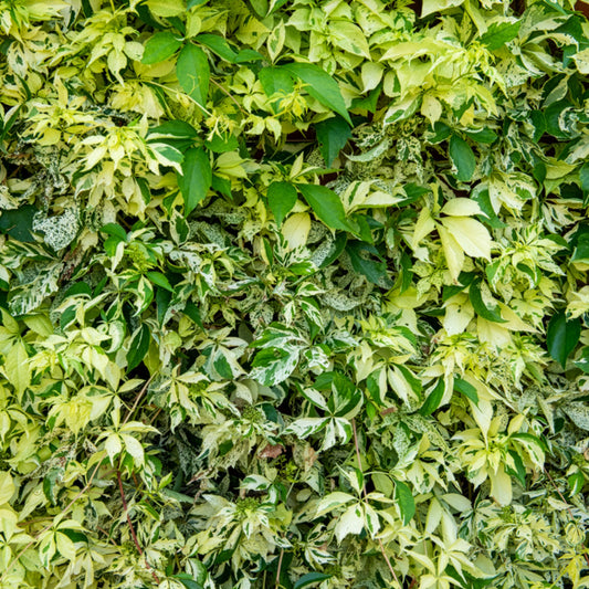 Selbstklimmender Mauerwein MonhamStar shower - Bakker