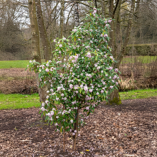 Seidelbast Perfume Princess White - Bakker