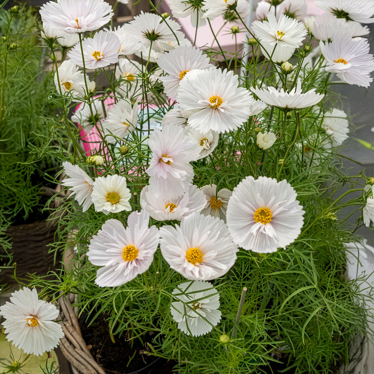 Cosmos bipinnatus Cupcakes White - Schmuckkörbchen Cupcakes White - Samen für einjährige Blumen