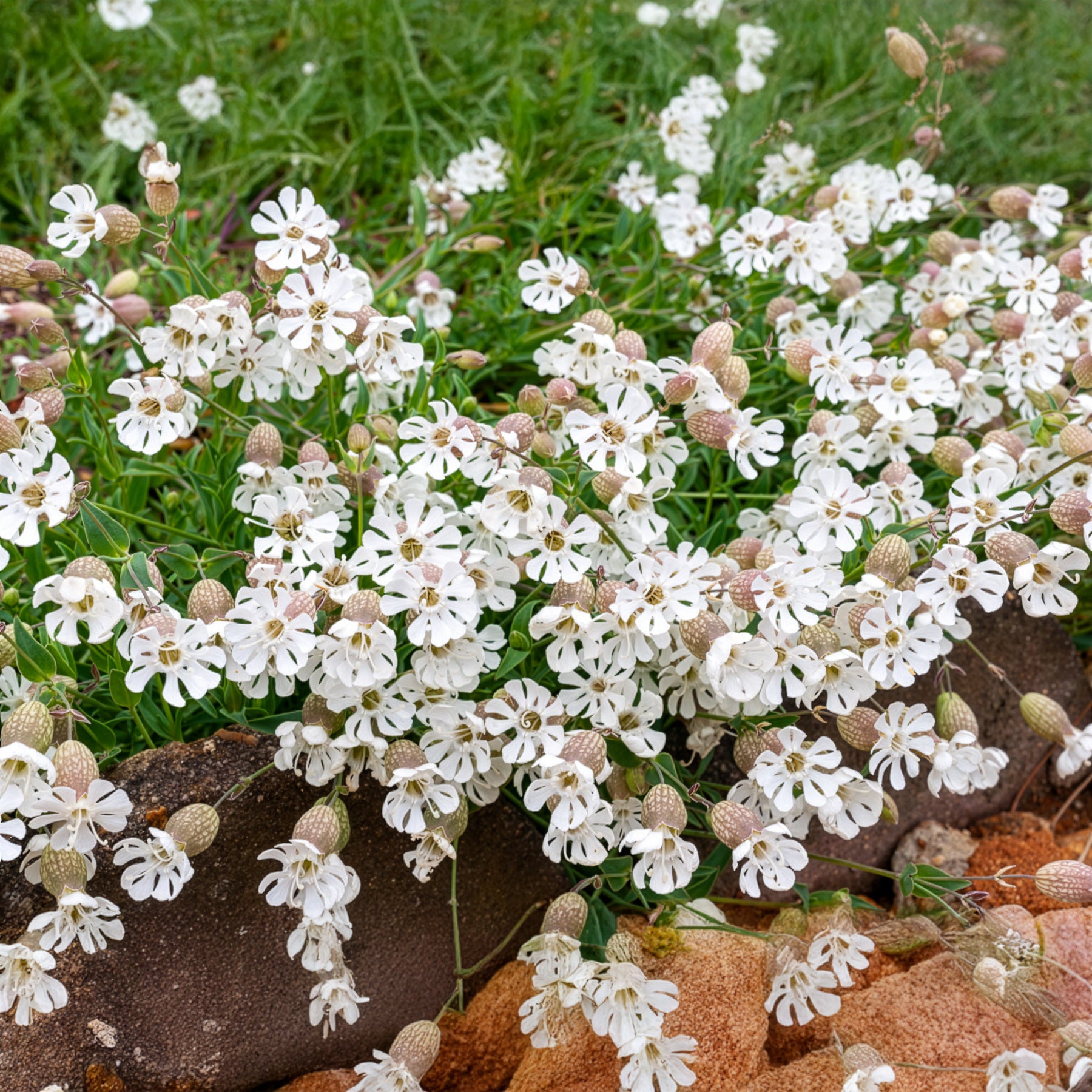Saatgut Taubenkropf-Leimkraut - Silene vulgaris