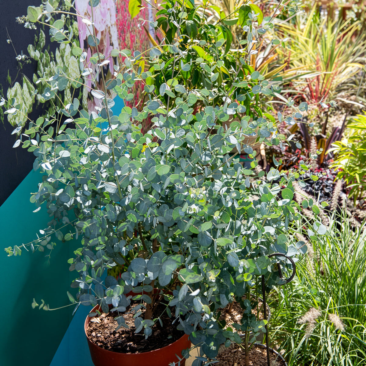 Eukalyptus Silverana - Bakker