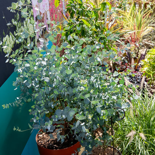 Eukalyptus Silverana - Bakker