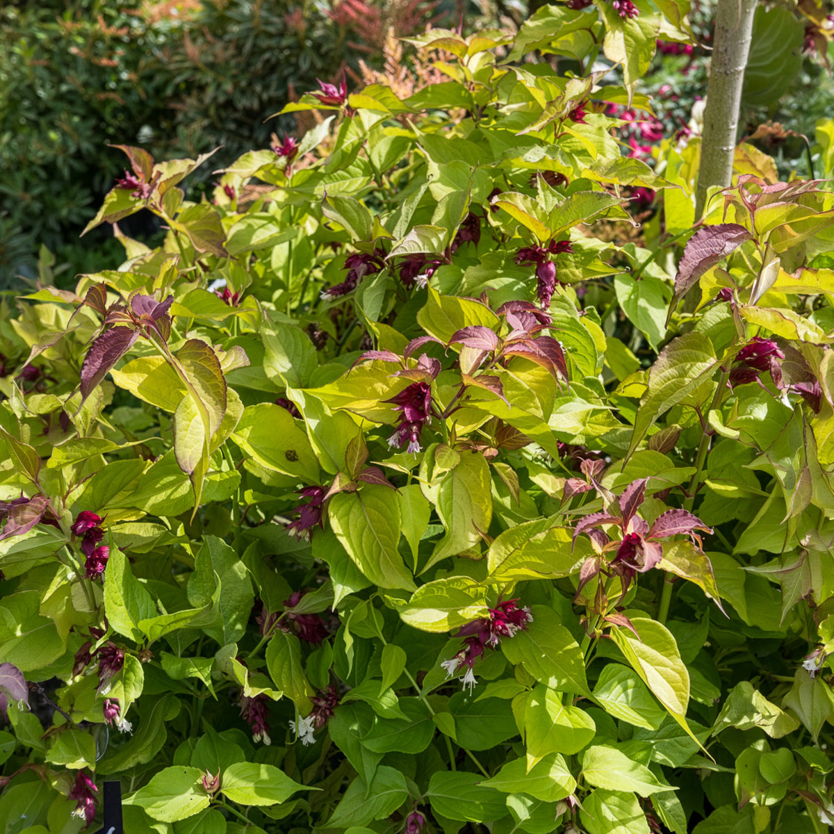 Fasanenstrauch Golden Lanterns - Leycesteria formosa Golden Lanterns - Bakker
