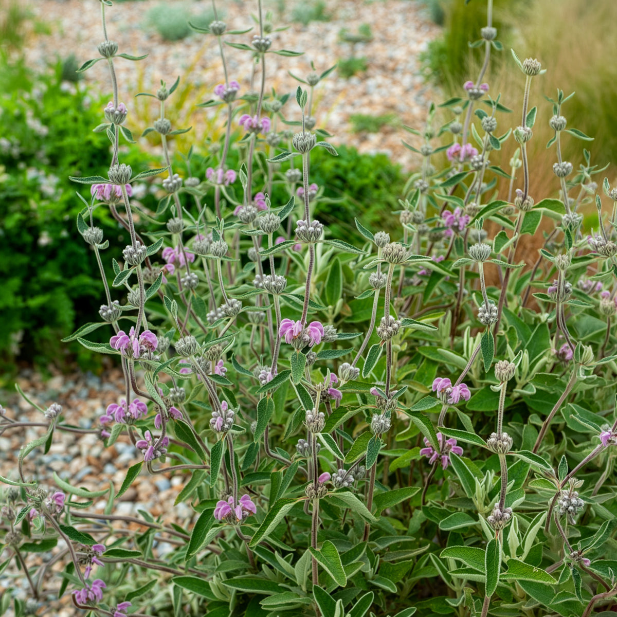 Purpurfarbene Brandkraut - Phlomis purpurea - Bakker