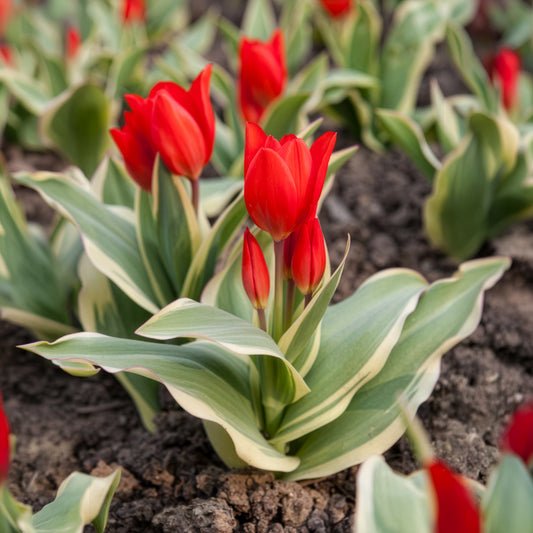 Tulpe Unicum - Bakker