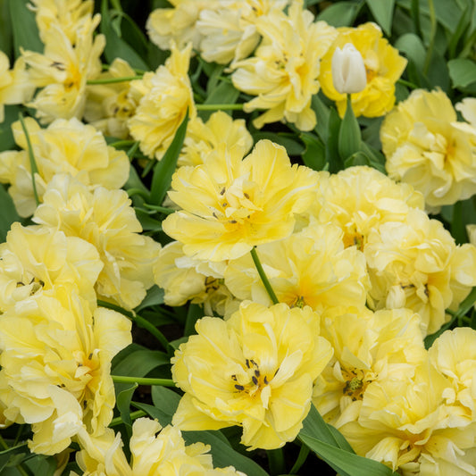 Frühe gefüllte Tulpe Mondial - Bakker