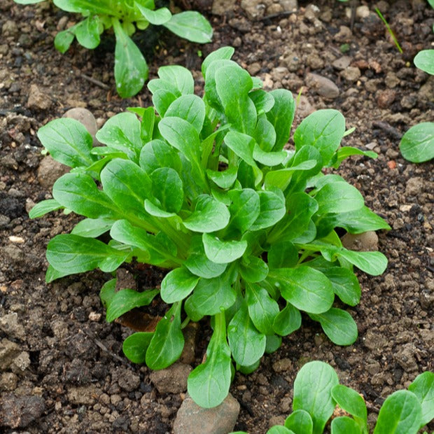 Saatgut Feldsalat Etampes - Valerianella locusta verte d'etampes