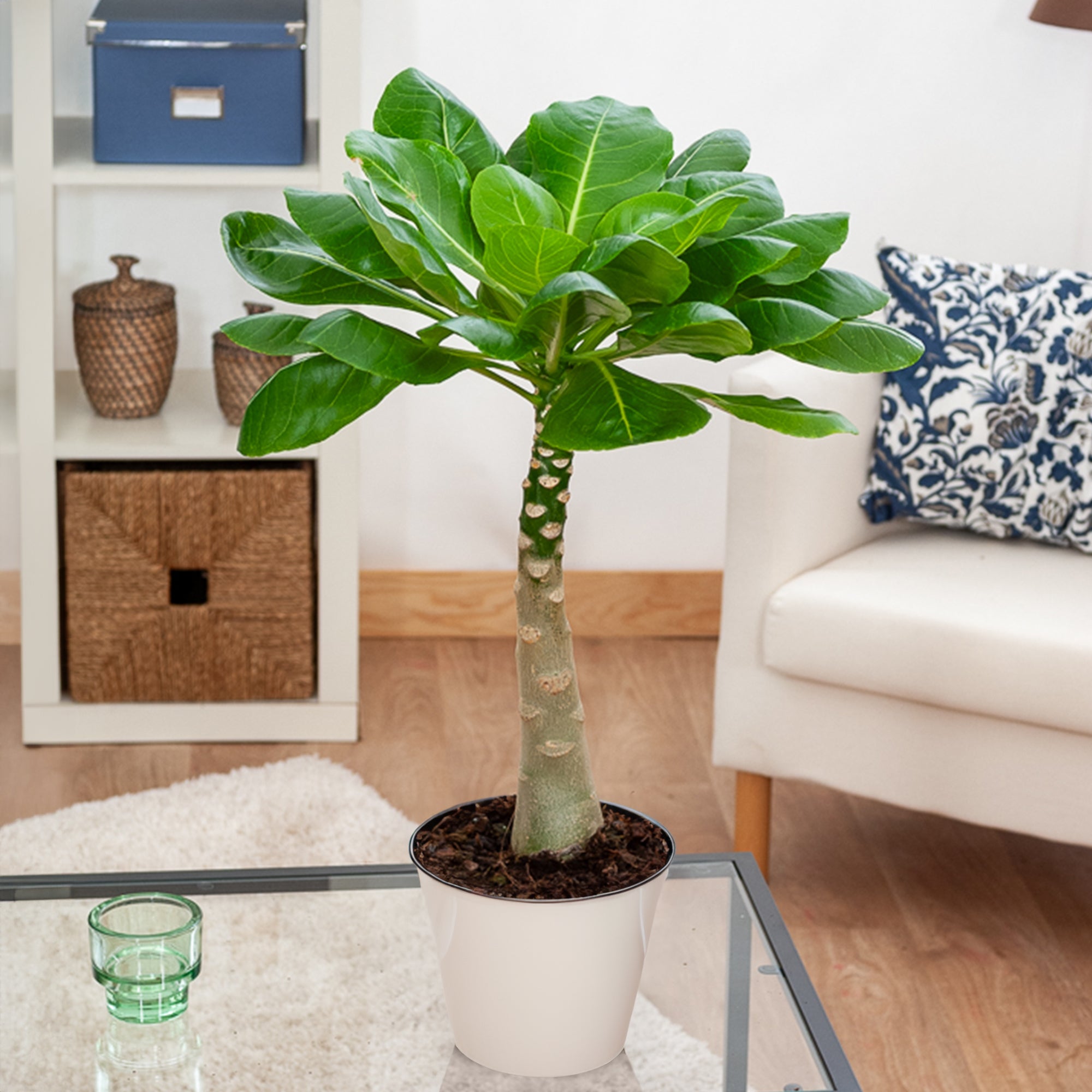 Hawaiipalme - Brighamia insignis kirsten