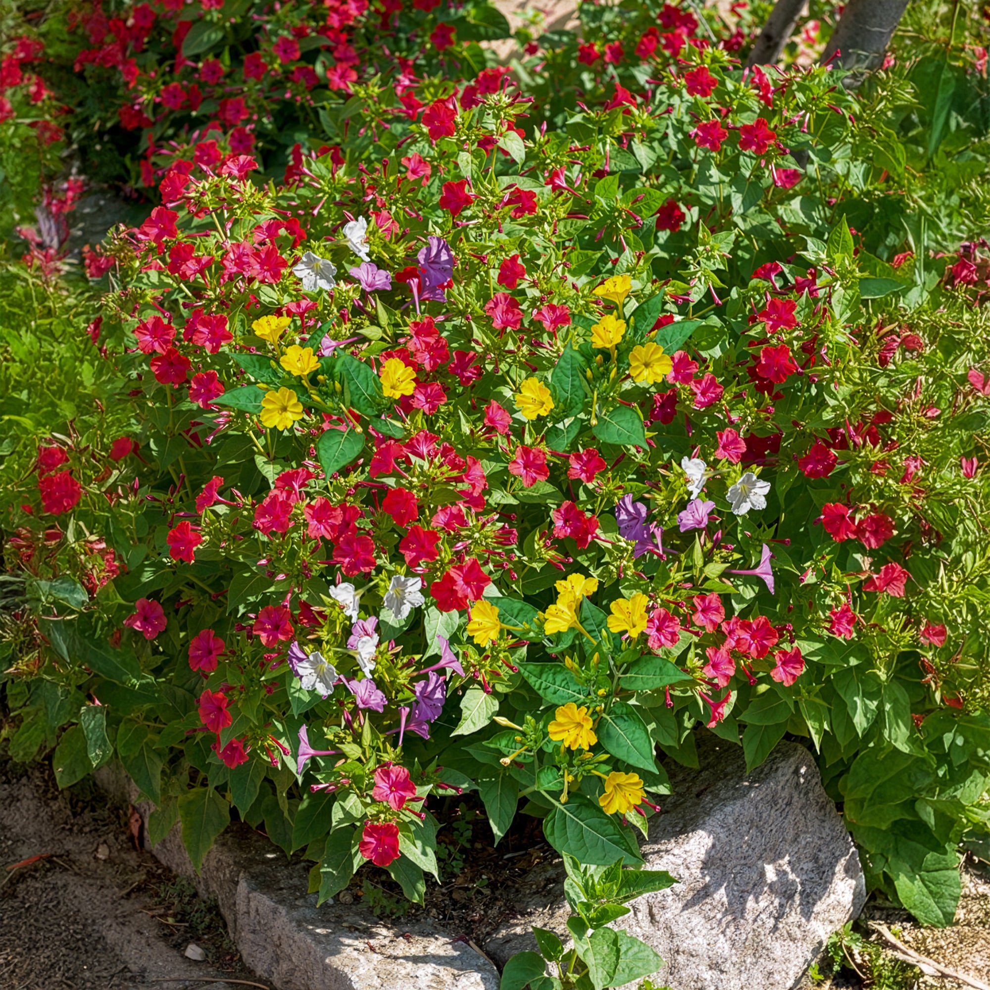 Wunderblume Mischung (x6) - Mirabilis jalapa