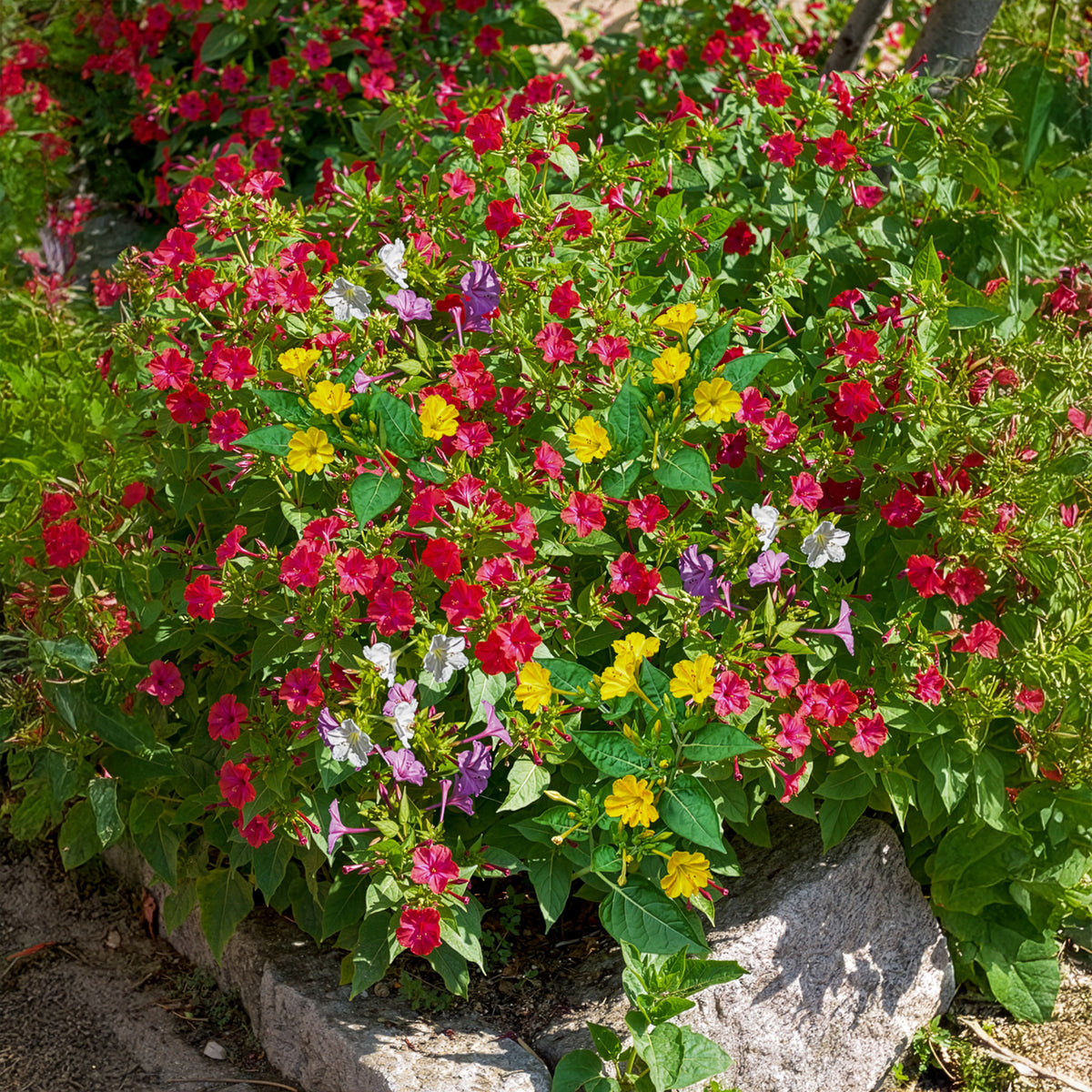 Wunderblume Mischung (x6) - Mirabilis jalapa - Bakker