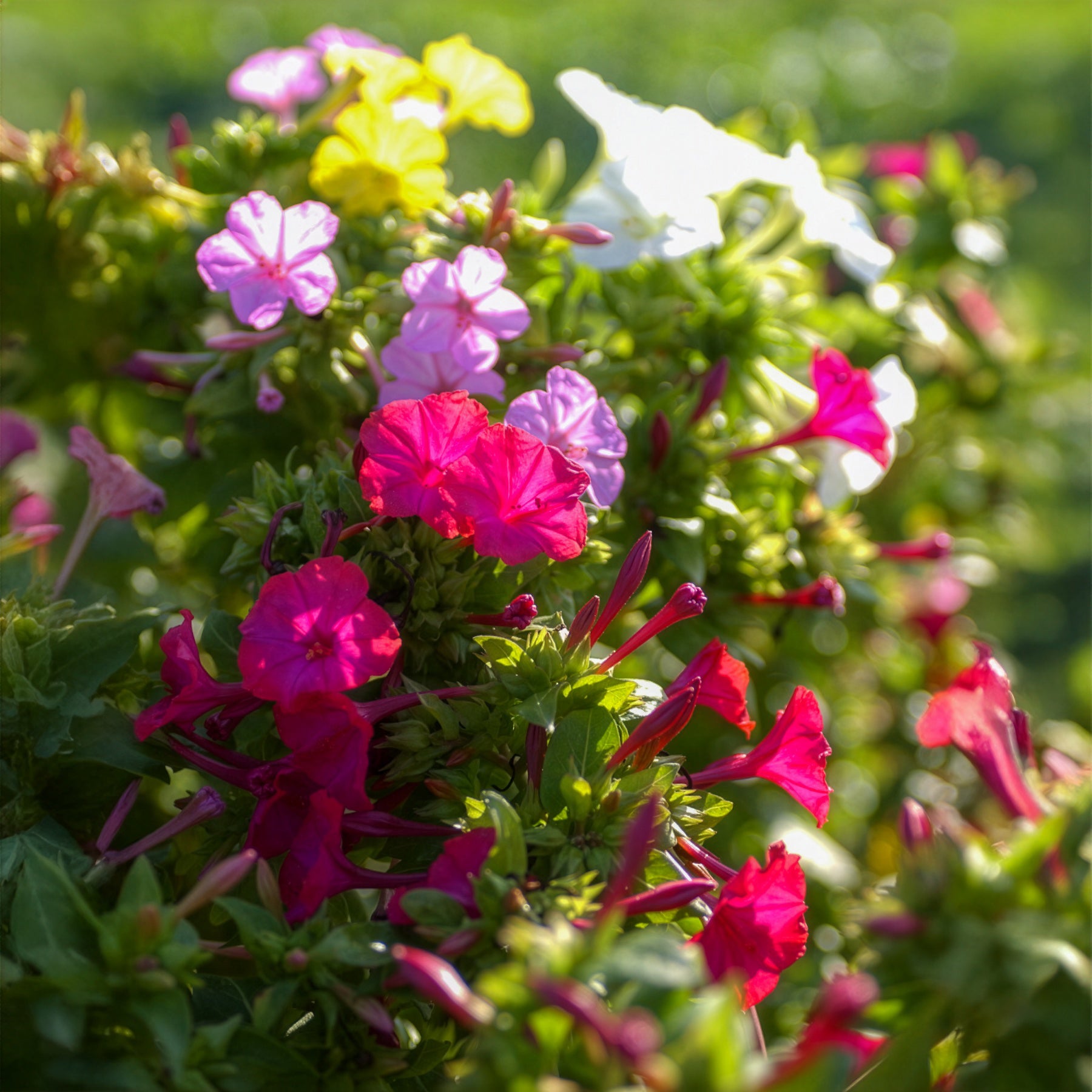 Wunderblume Mischung (x6) - Mirabilis jalapa