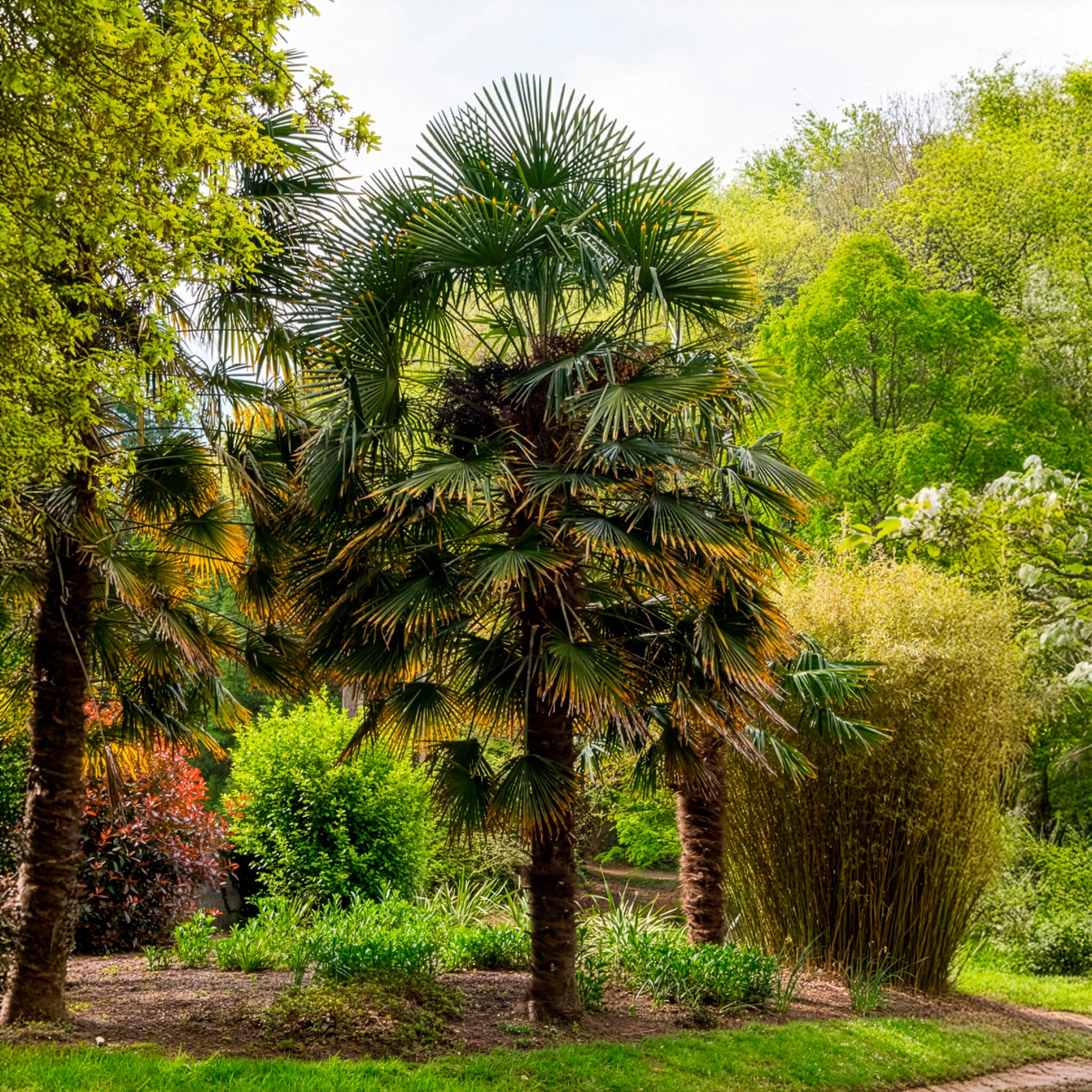 hanfpalmen dünger Chinesische Hanfpalme - Trachycarpus fortunei