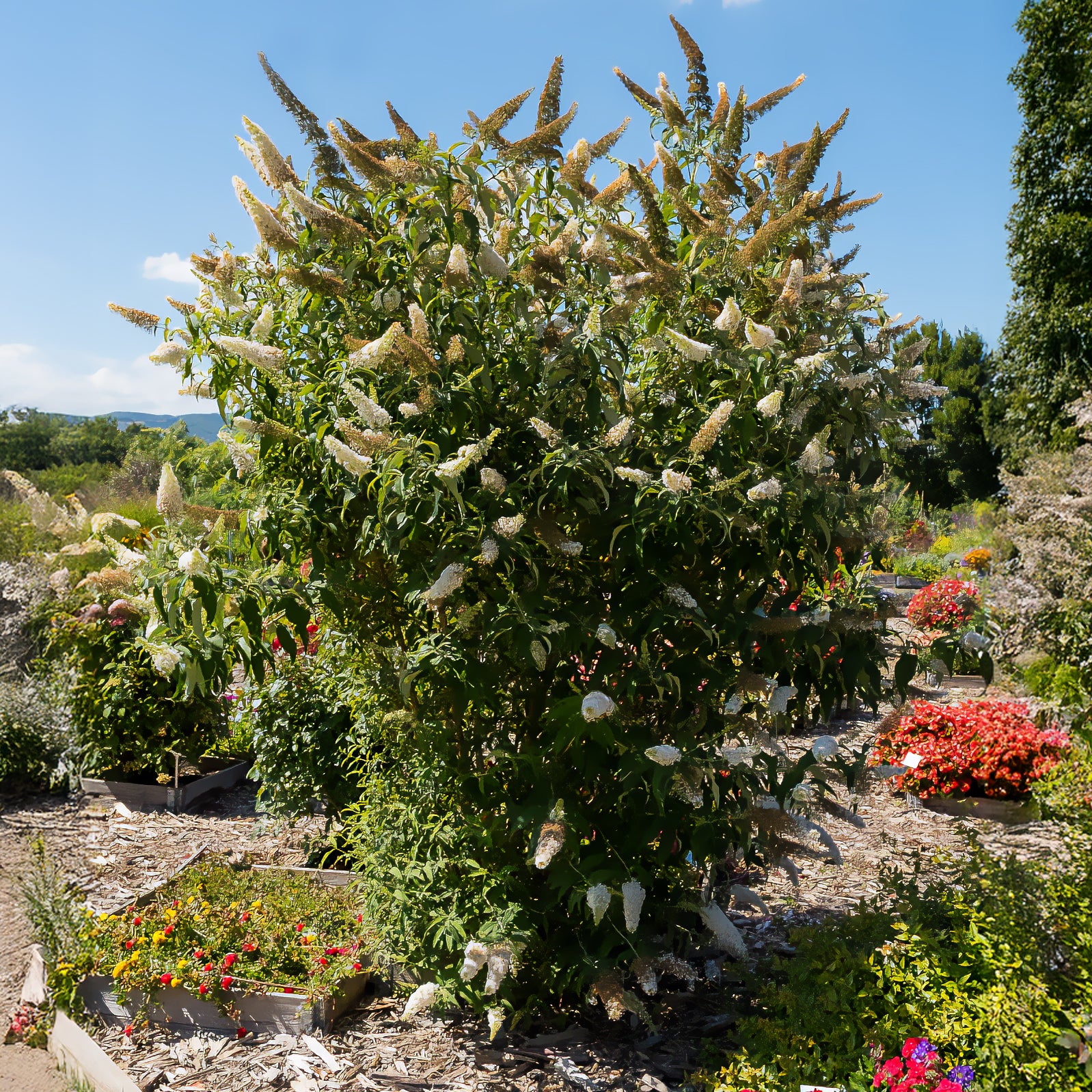 Schmetterlingsflieder Buddleja 'White Profusion' - Buddleja davidii white profusion - Bakker
