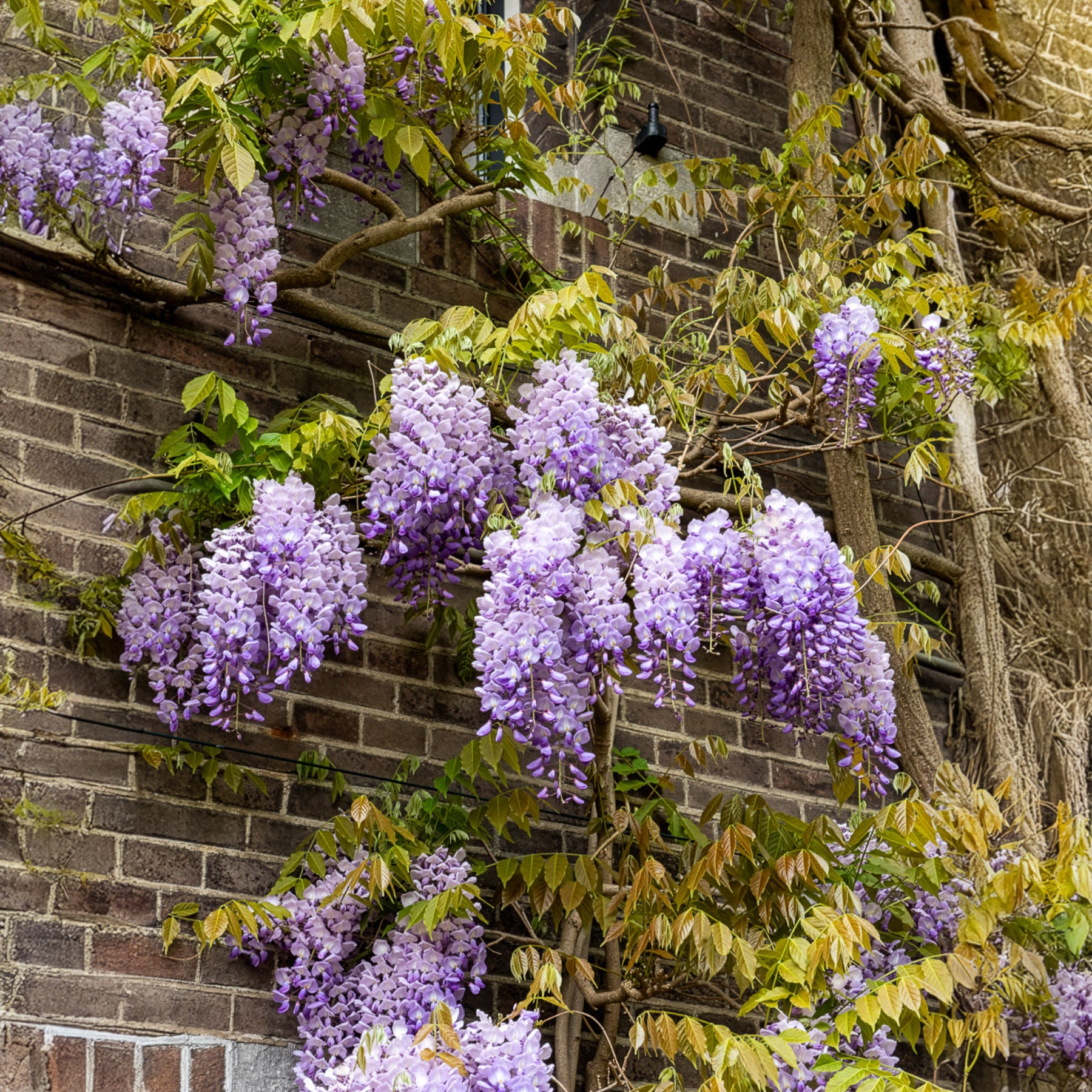 Chinesische Blauregen 'Prolific' - Wisteria sinensis Prolific