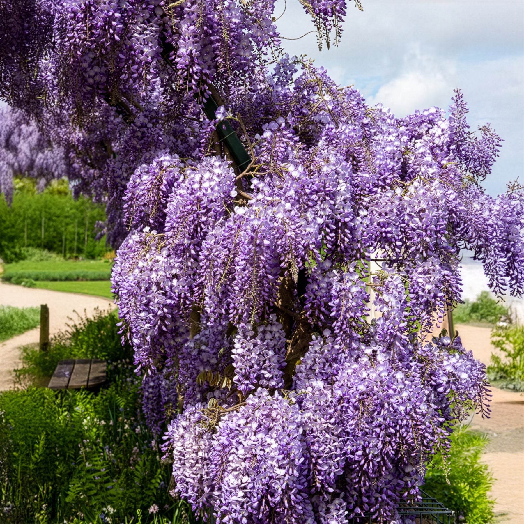 Chinesische Blauregen 'Prolific' - Wisteria sinensis Prolific