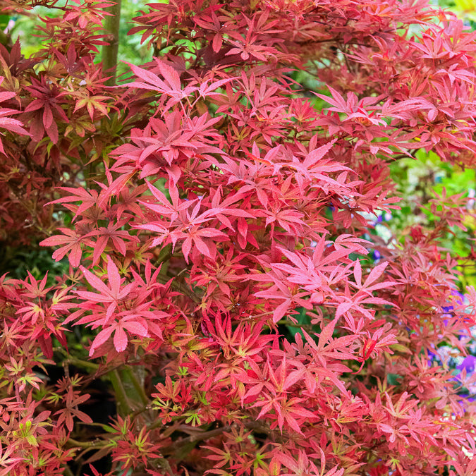 Japanischer Ahorn 'Shaina' - Acer palmatum Shaina - Bakker