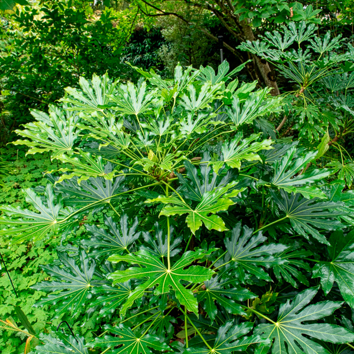 Grüne Zimmerpflanzen - Zimmeraralie - Fatsia japonica